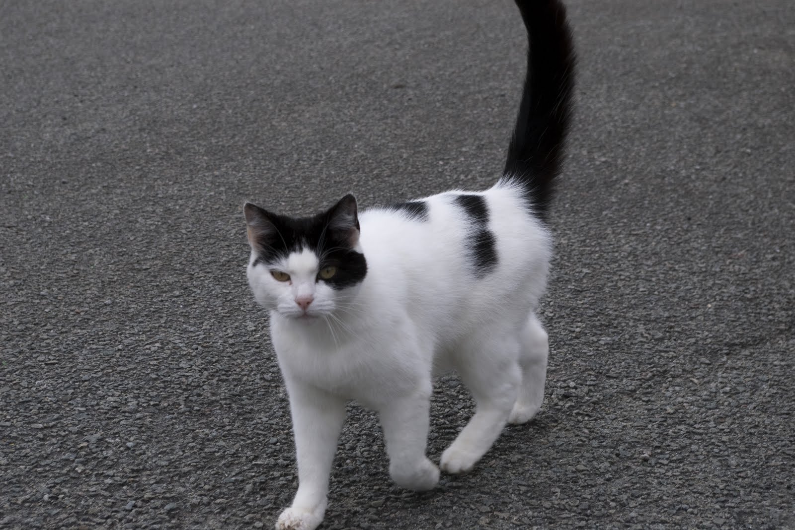 Cat Breeds Black And White - Cats Types