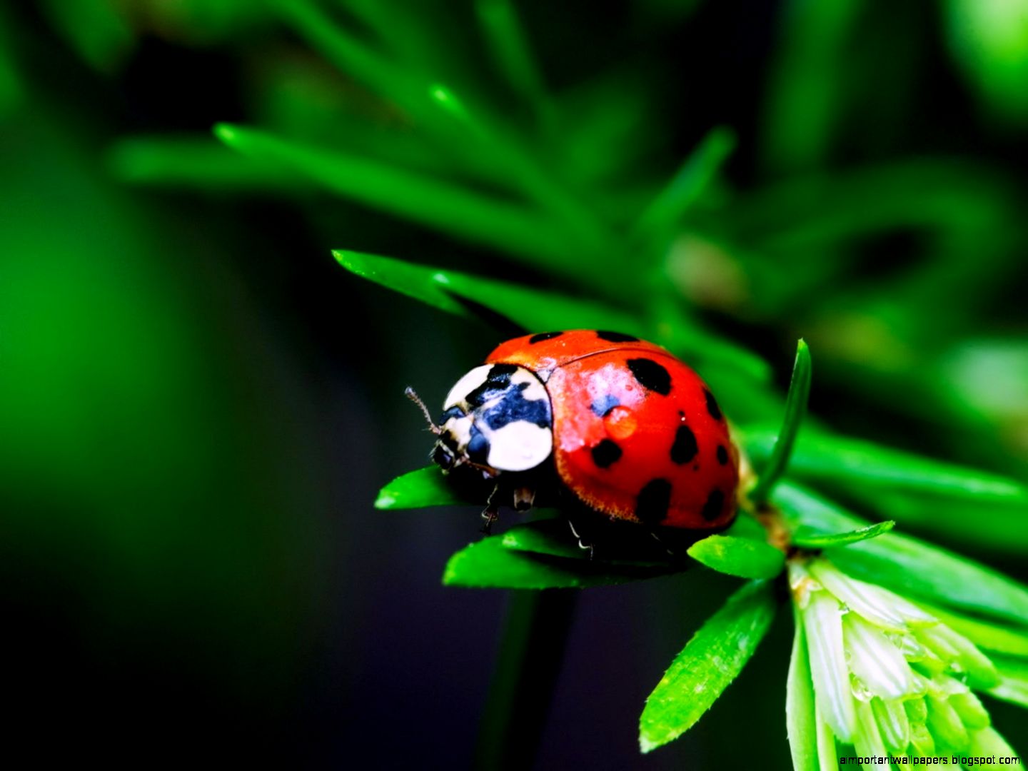 Ladybug Photography Ladybug Photography