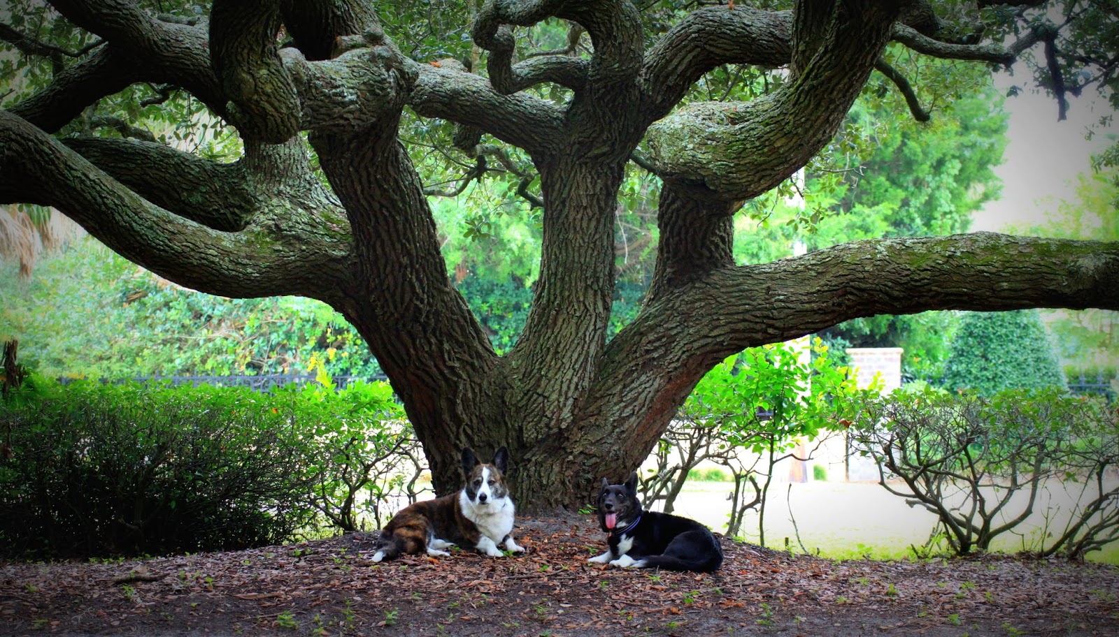 A Tail of Two Cardis The Trees of Myrtle Beach
