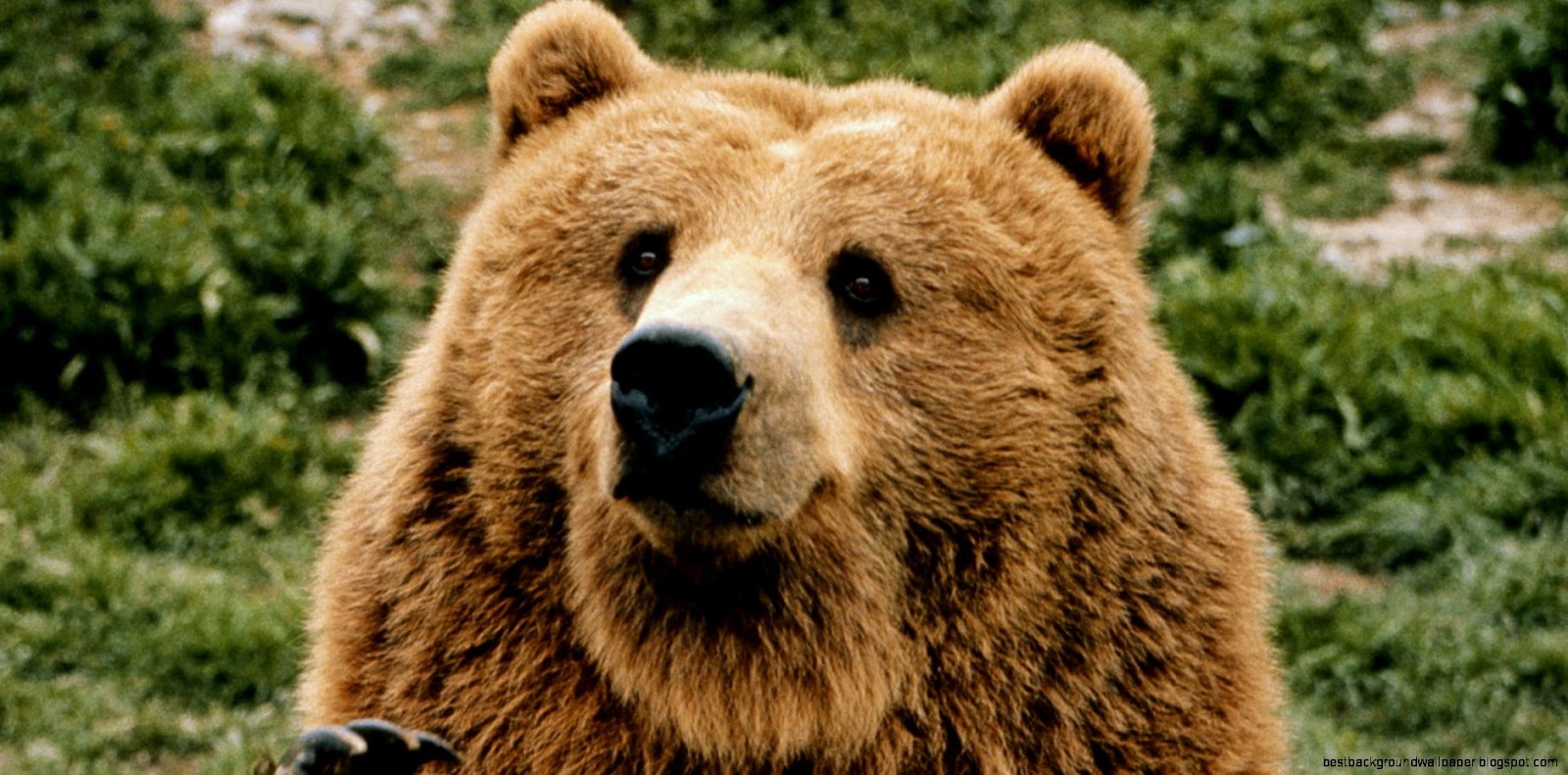 Giant Russian Bear Dog Giant Russian Bear Dog