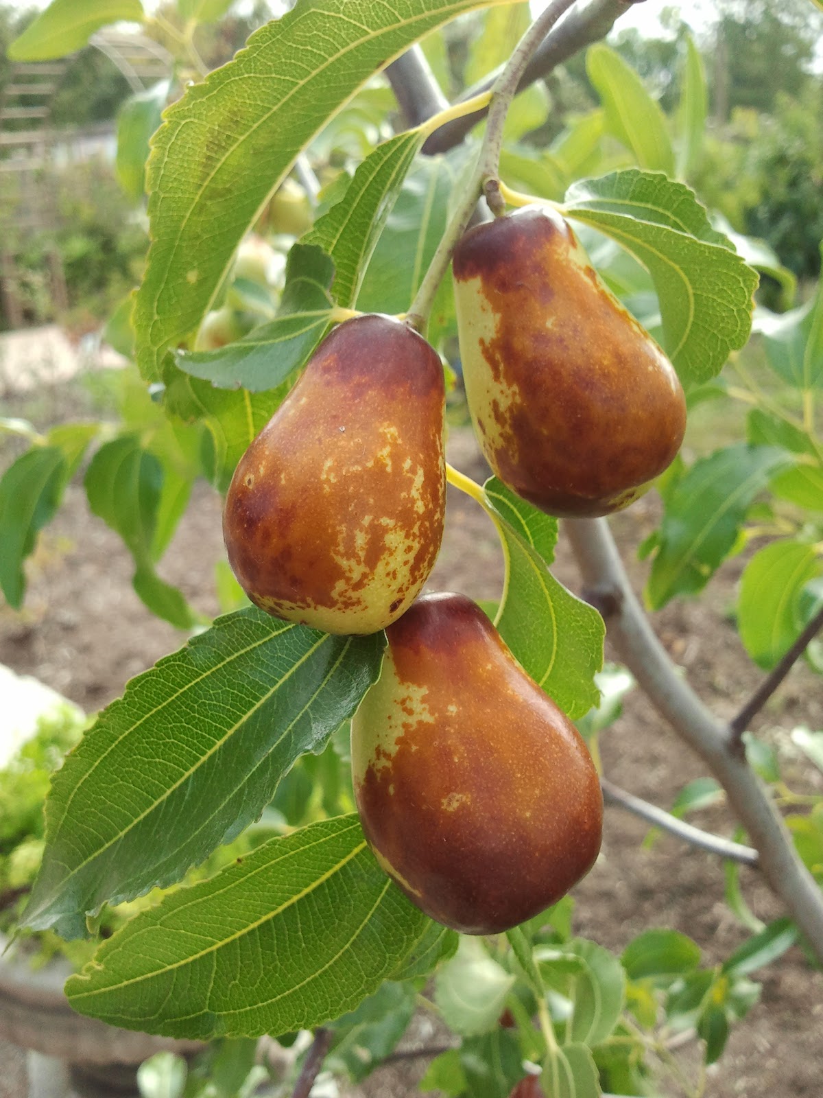 1000 images about Exotic Fruits on Pinterest Exotic fruit Tropical