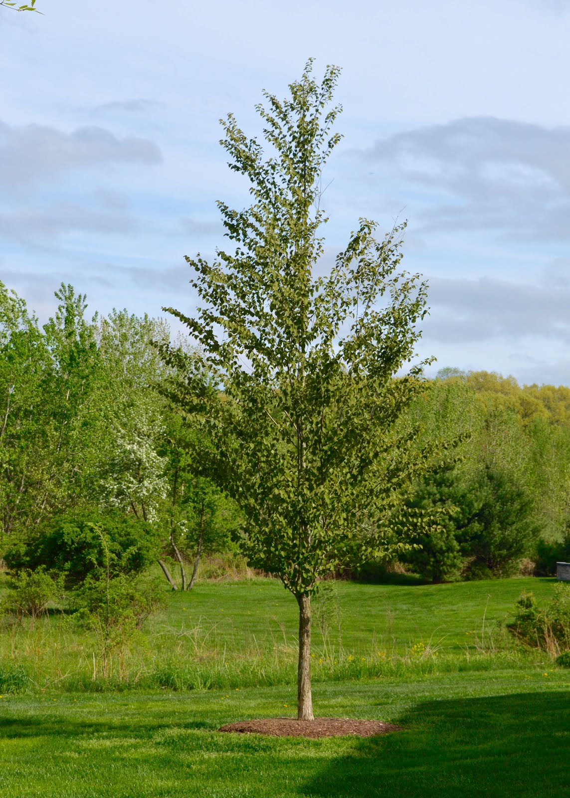 Plant Inventory Cercidiphyllum japonicum / Katsura Tree