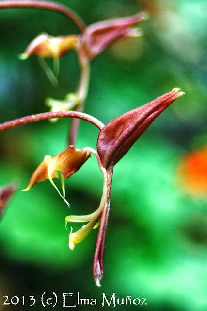 Gongora quinquenervis. Orquideas peruanas