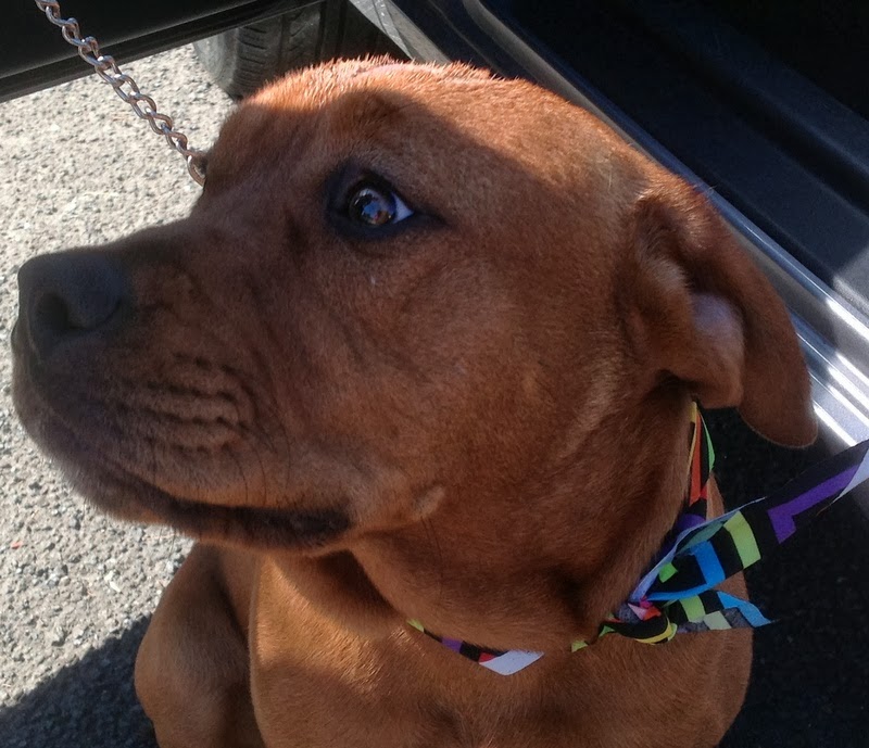 can i use savlon on my dog