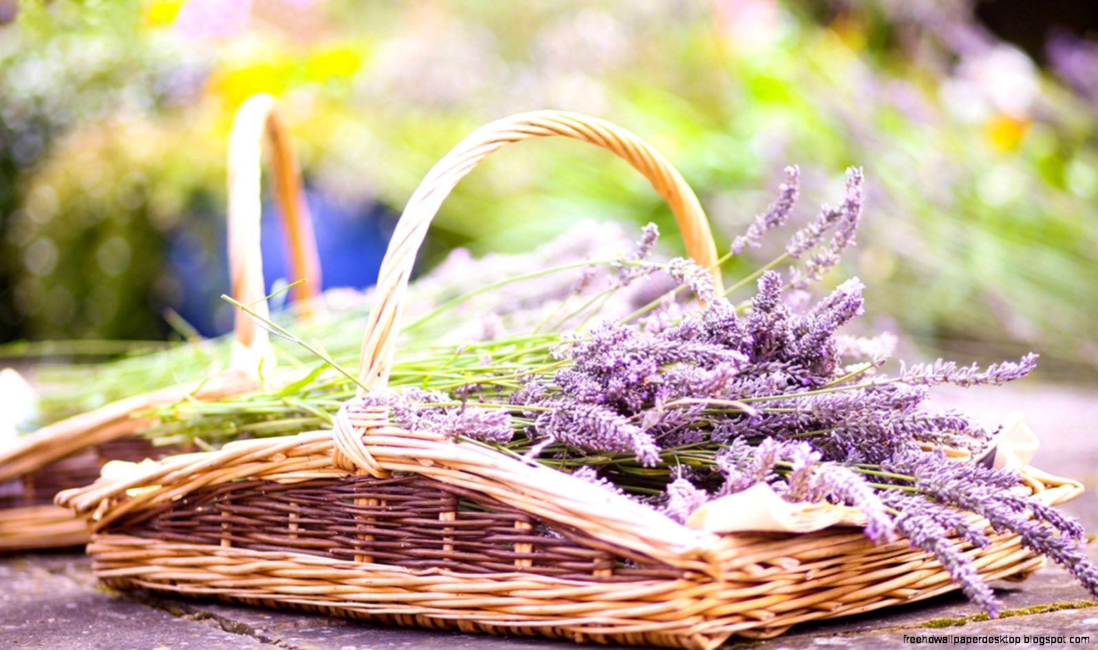 Lavender Flowers Basket Bokeh Hd Wallpaper  Wallpaper List Lavender Flowers Basket Bokeh Hd Wallpaper  Wallpaper List