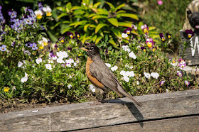 I Love Gardening , Birds, Nature & Photographing It All .