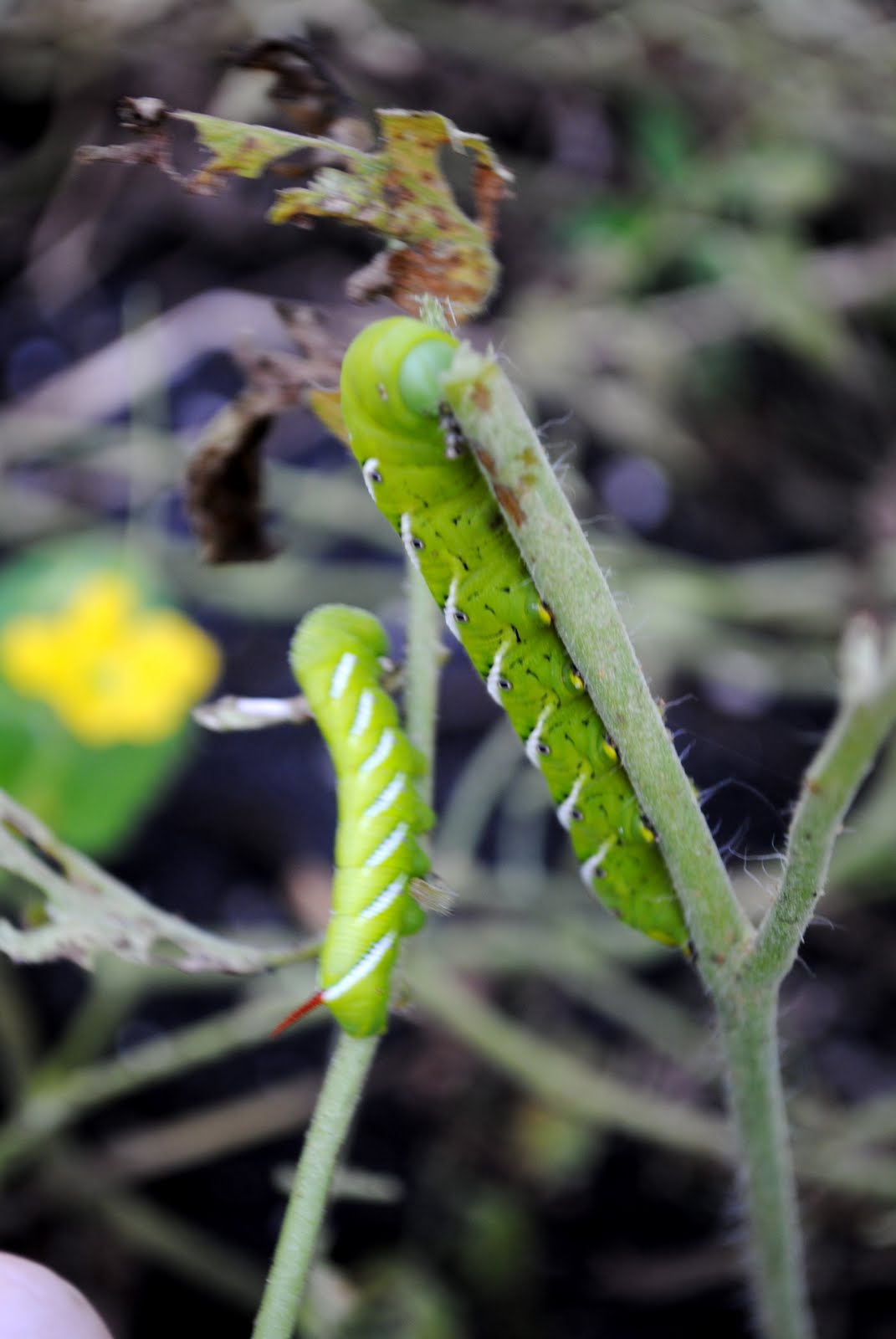 Busy Lil� Hands July 2011
