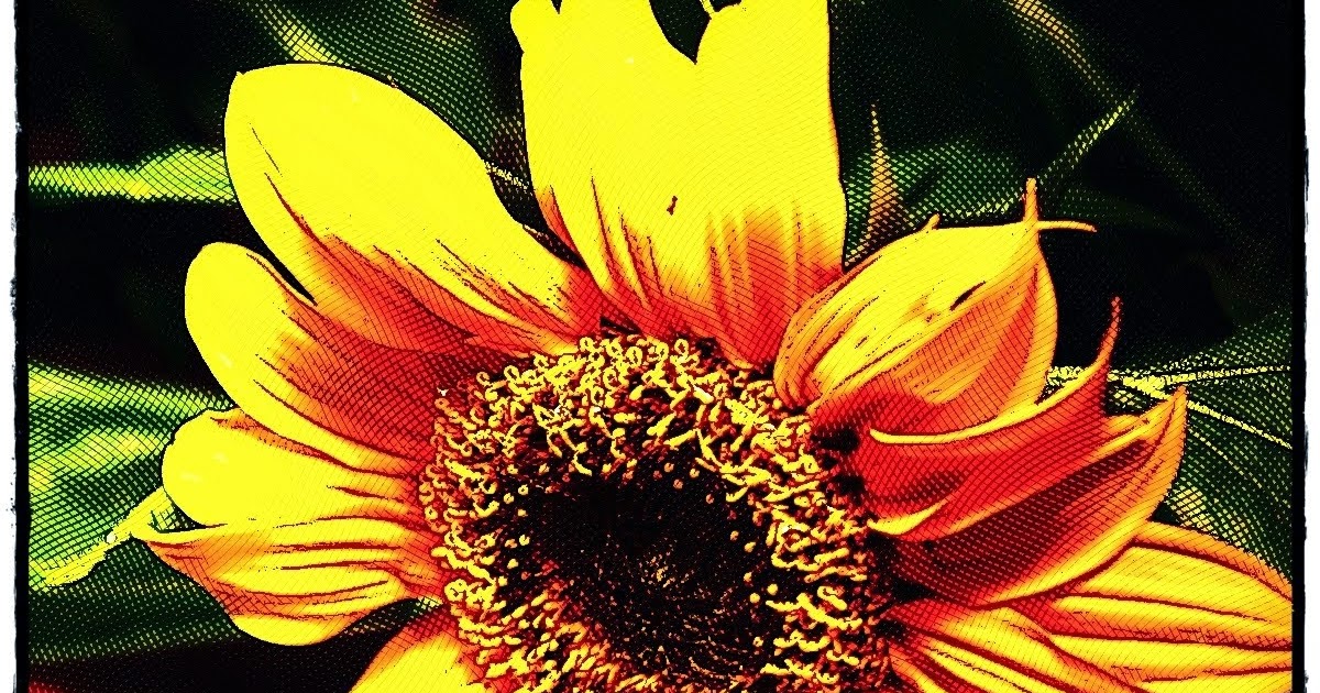 Flower stock photo for commercial use 1 million free pictures