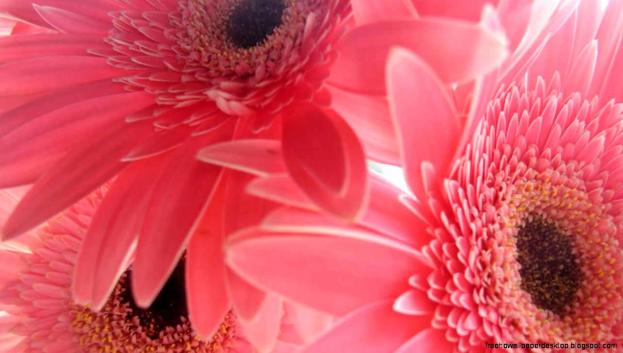 Pink Gerberas Flower Wallpaper HD Top Wallpapers HD Pink Gerberas Flower Wallpaper HD Top Wallpapers HD