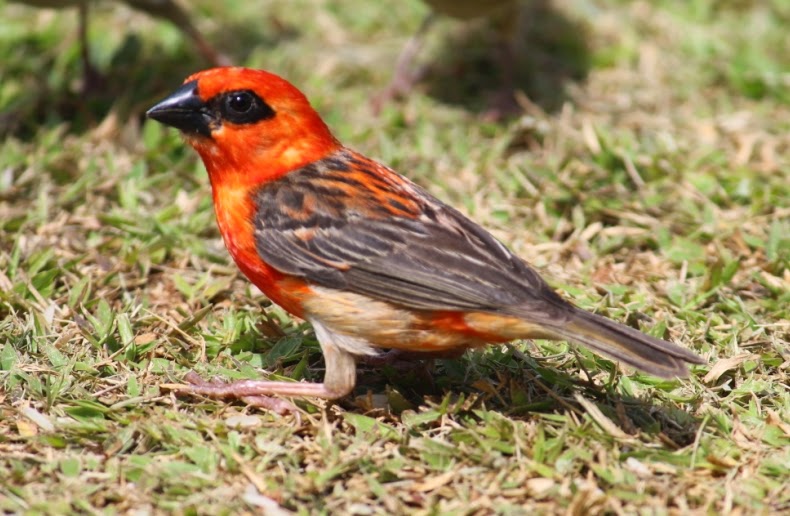 Camera foto Wallpapers Seychelles Birds Pigeon , Red Sparrows