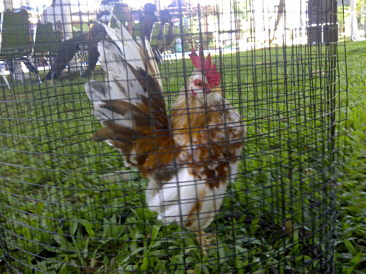 Dijual Ayam Serama