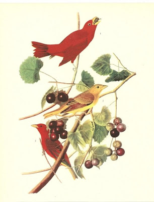 John-James-Audubon-aves-passarinhos-passaros-desenhos