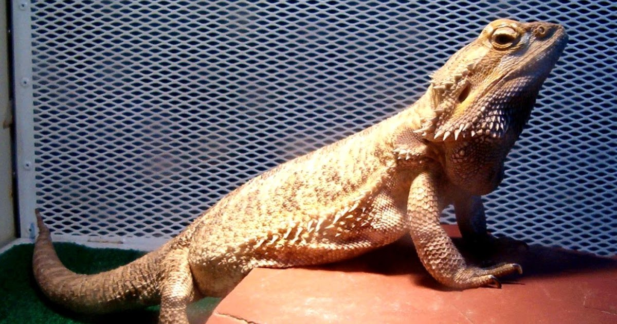 full grown bearded dragon tank size
