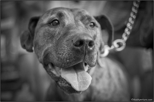 Pitbull dog staring || Black and White