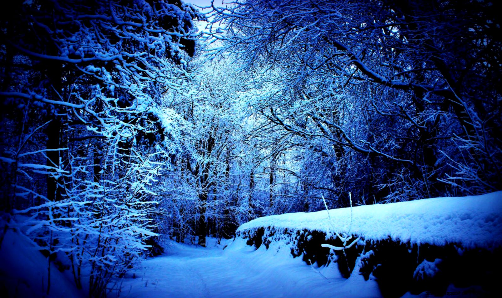 MYSTERIOUS FOREST WALLPAPER 85506 HD Wallpapers MYSTERIOUS FOREST WALLPAPER 85506 HD Wallpapers