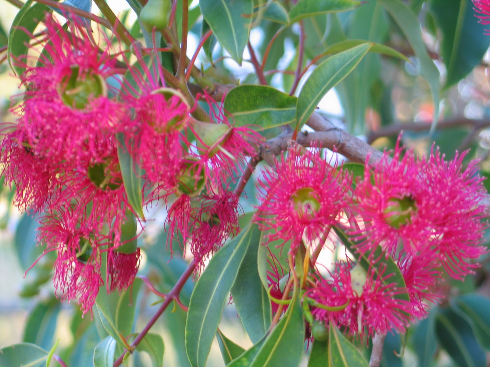 Happenings in the Garden Flowering Gum