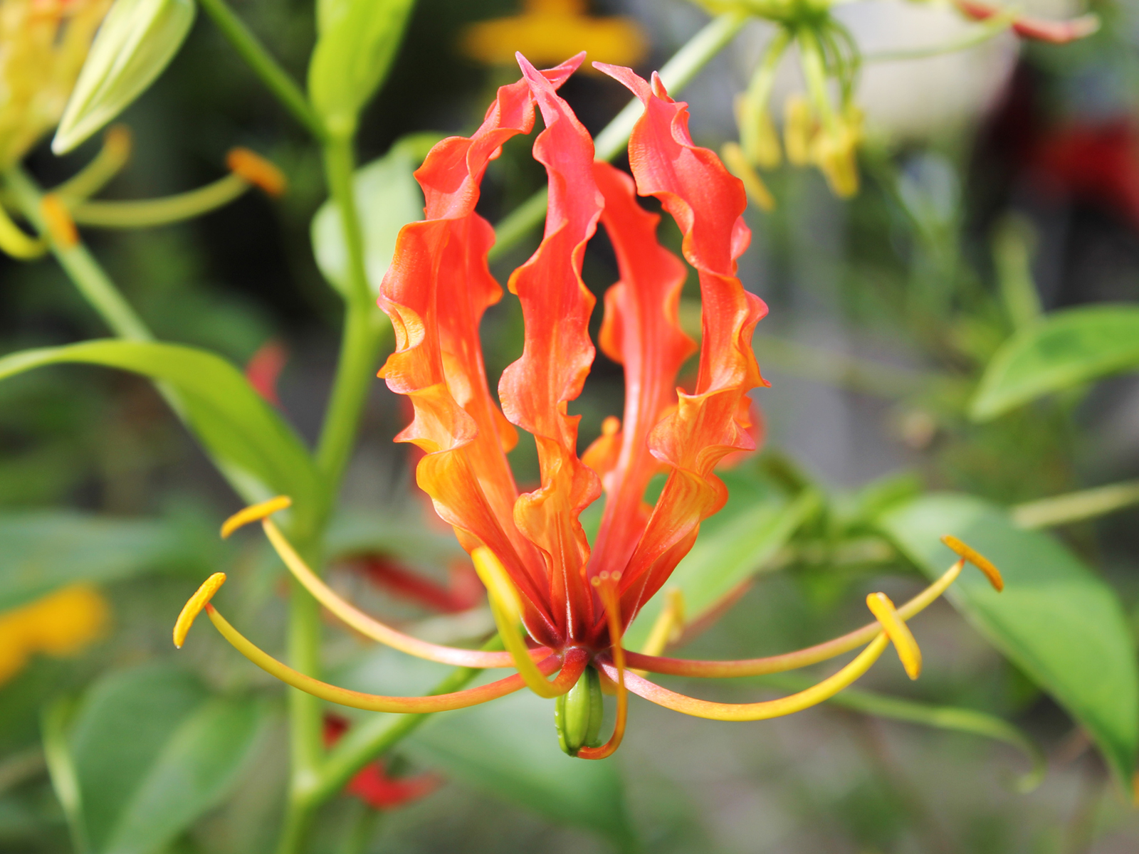 The flame lily (Gloriosa Superba) Sumatra Indonesia