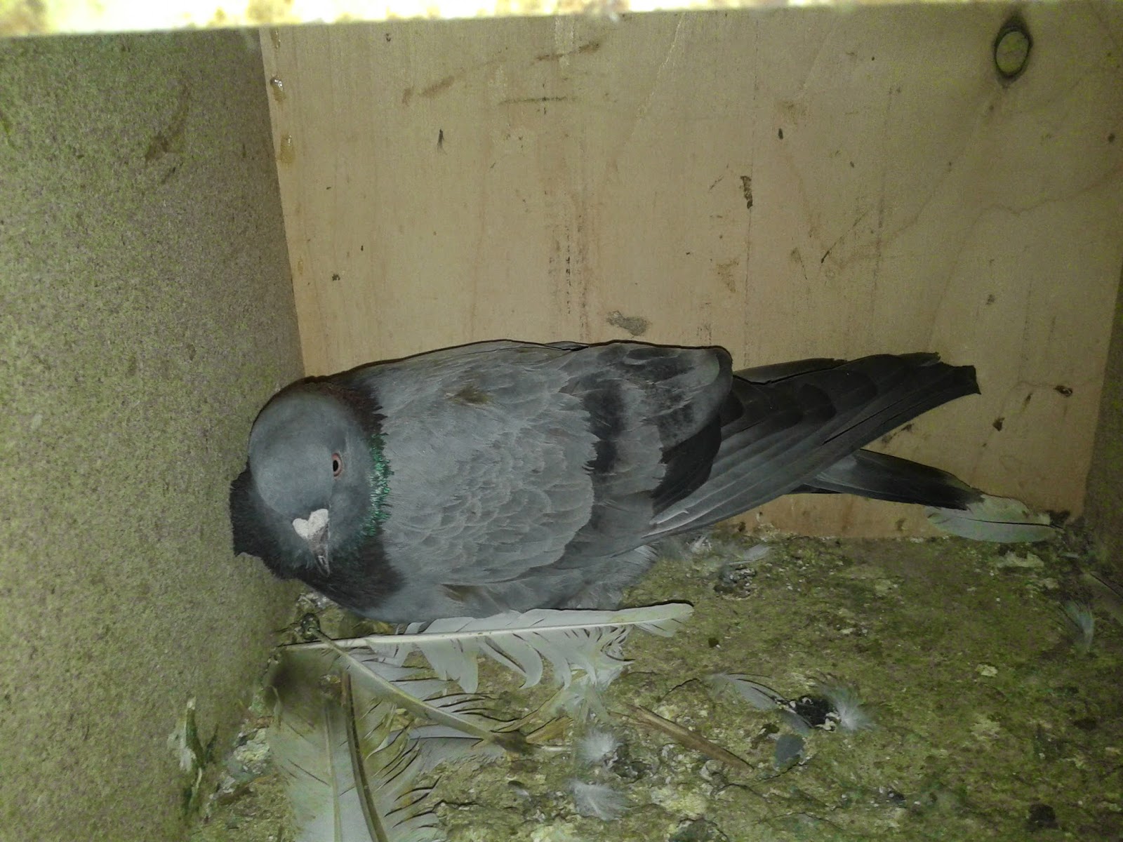 Elazığ Güvercin Ihalesi Nerede