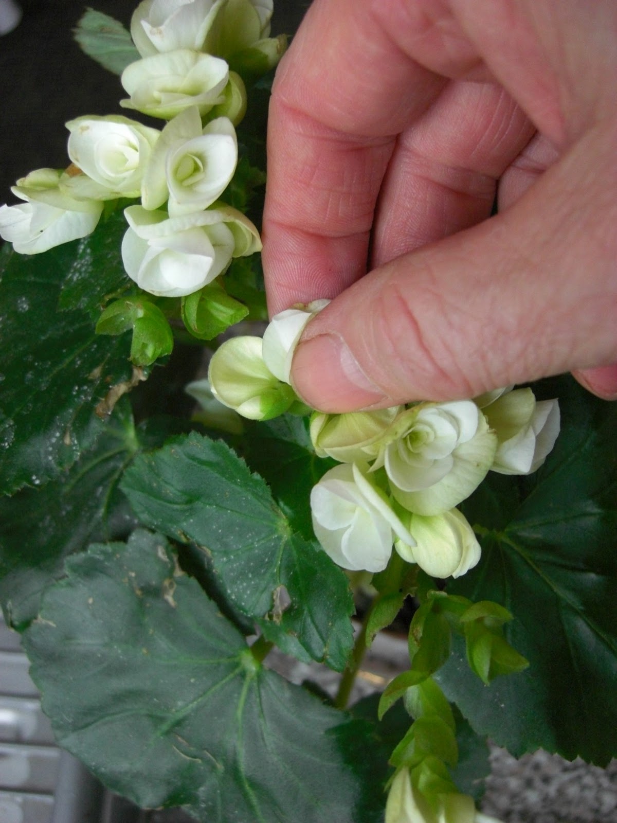 Gardening Matters My First Houseplant