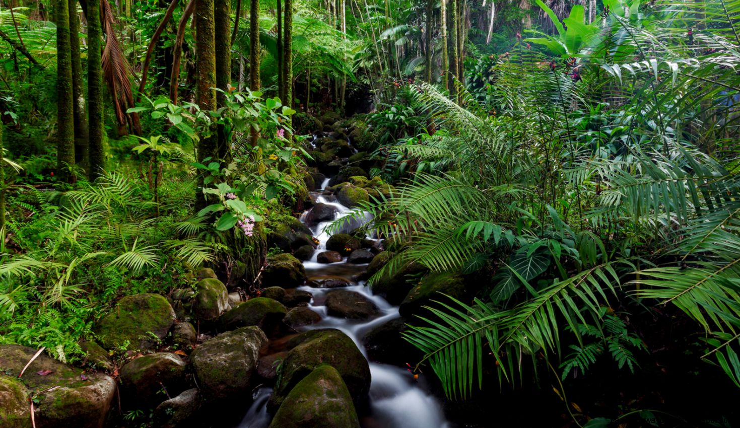Scientists discover 308 million year old tropical forest in the Scientists discover 308 million year old tropical forest in the