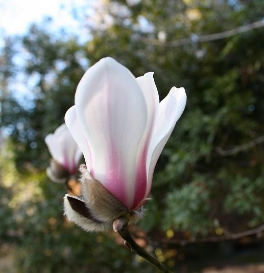 tulip magnolia tree pictures. Beautiful Tulip Tree Magnolia