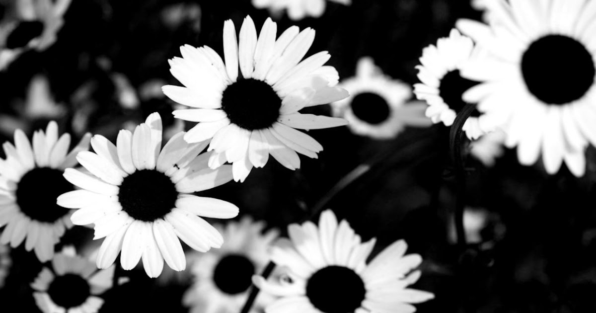 Unique idea Black And White Sunflower Wallpaper Pictures