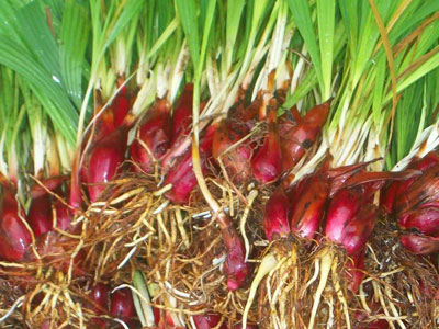 Manfaat Bawang Dayak Manfaat Bawang Dayak