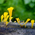 mini yellow mushrooms