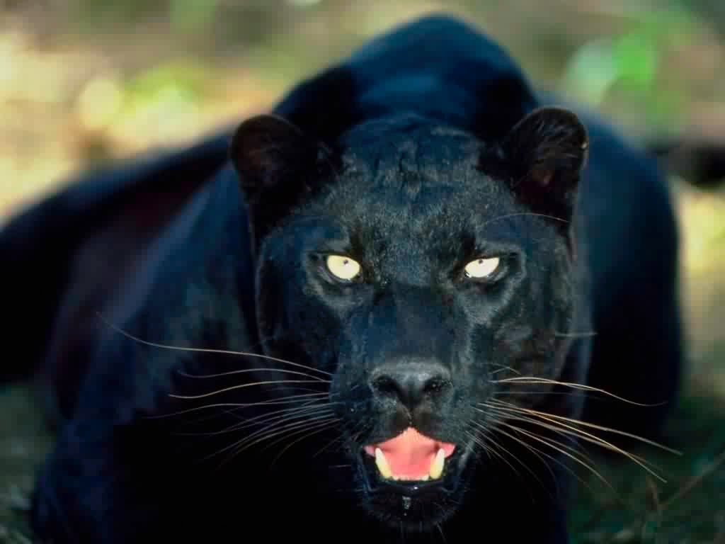 COSA SIGNIFICA SOGNARE UN LEOPARDO