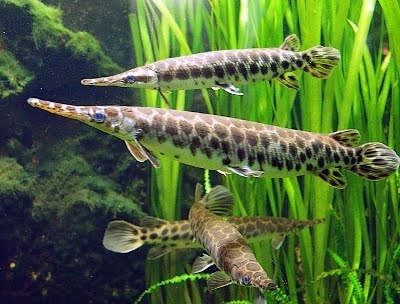 Peixes de aquário - A cobrinha kuhli (Pangio kuhlii) é um peixe cobitídeo,  nativo do Sudeste asiático, que mede em torno de 7 cm e é muito colorido,  apresentando o corpo listrado