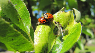 Meine Kleine Welt Lauseplage Und Marienkafer