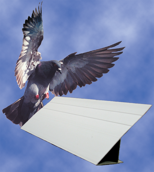 Pigeon Pest Control FOR BEGINNERS Humane Pigeon Control Methods