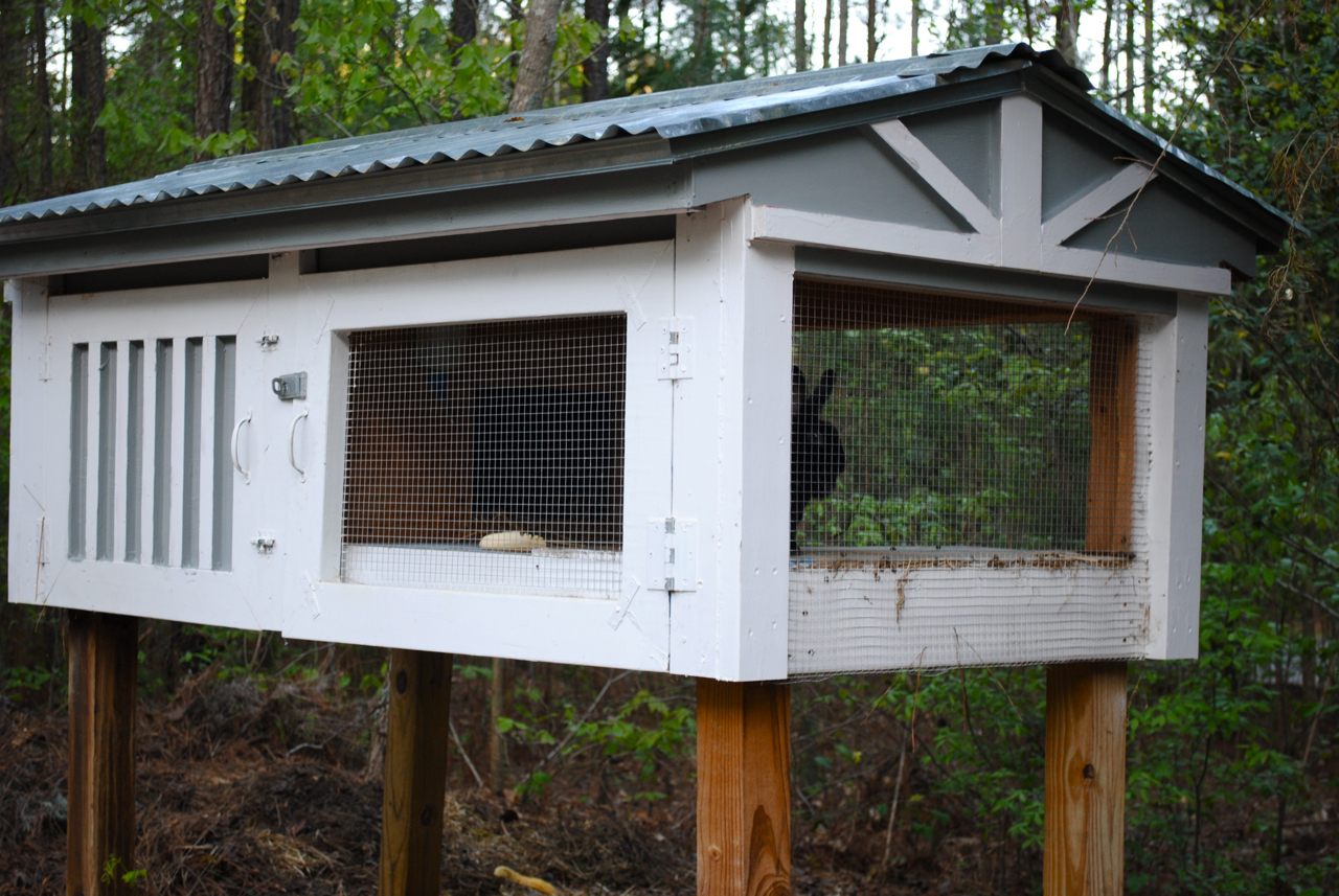 New Every Morning Bunny Hutch 'n Such
