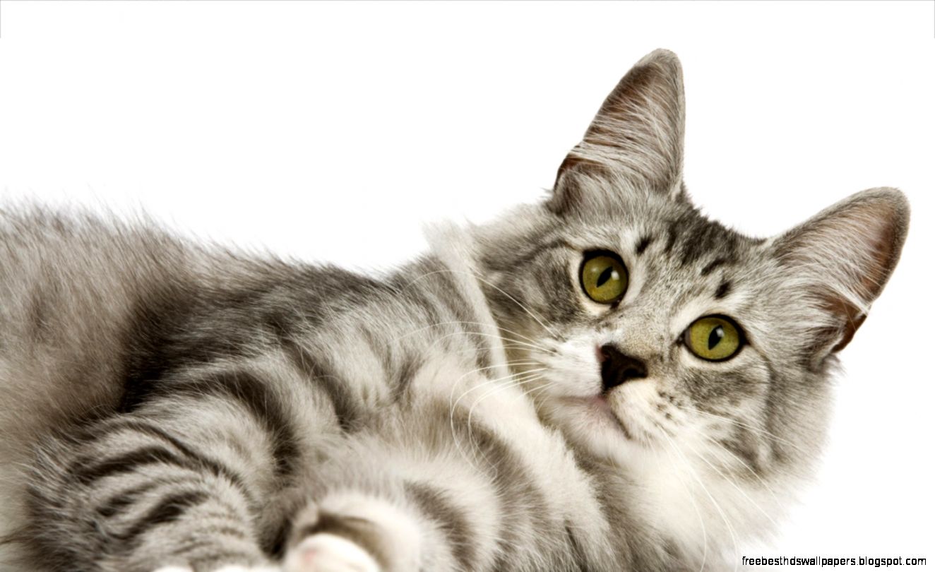 Norwegian Forest Cat Norwegian Forest Cat