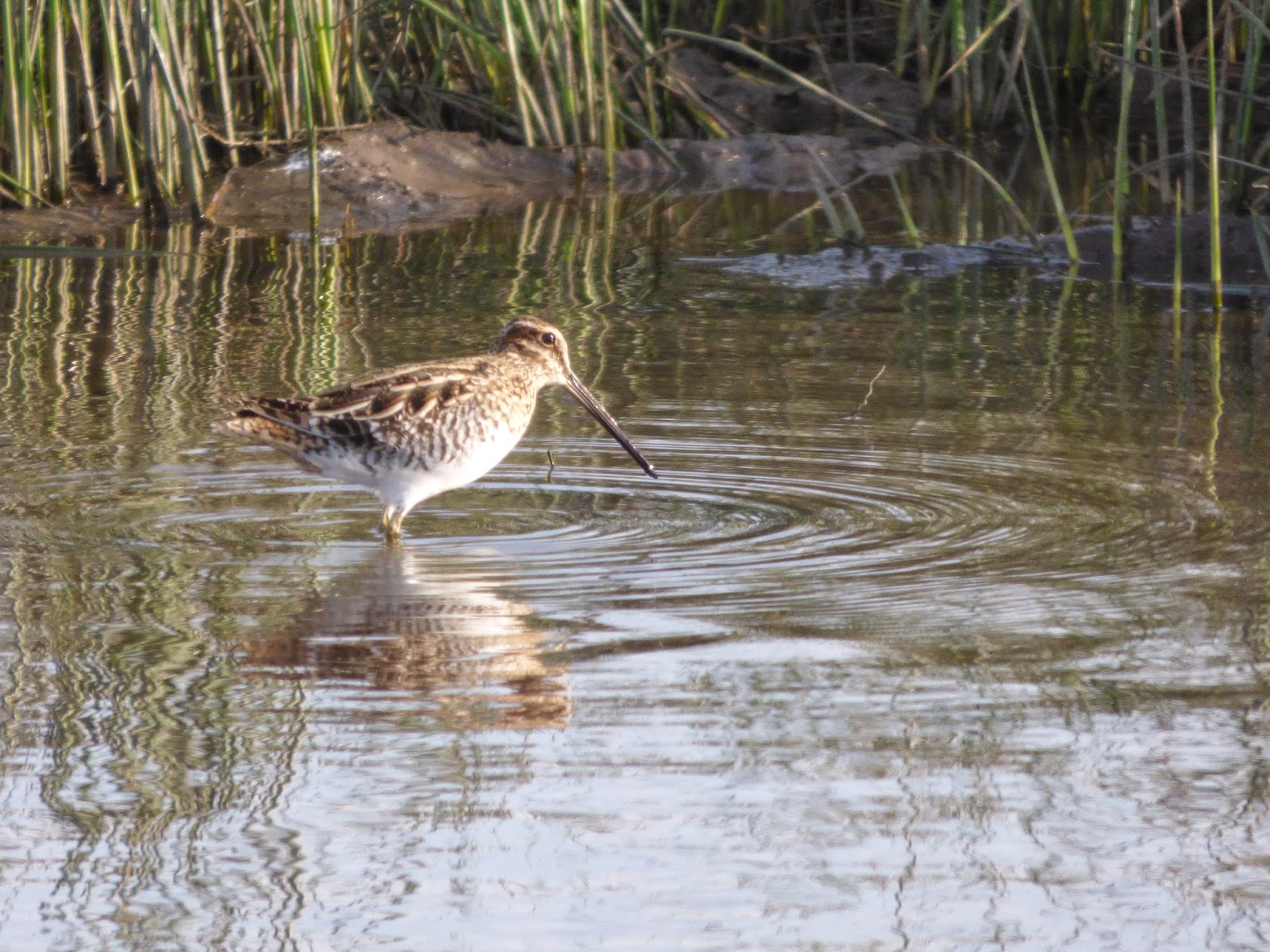 Geotripper's California Birds Wilson's Snipe at the San Joaquin