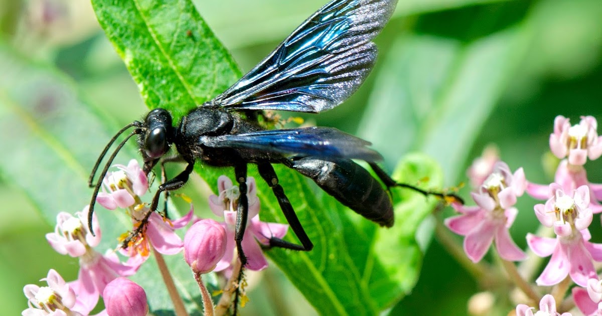 Urban Wildlife Guide The Great Black Wasp
