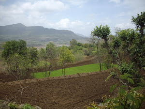 Lush fields of Kolvan Valley.(June 2009).