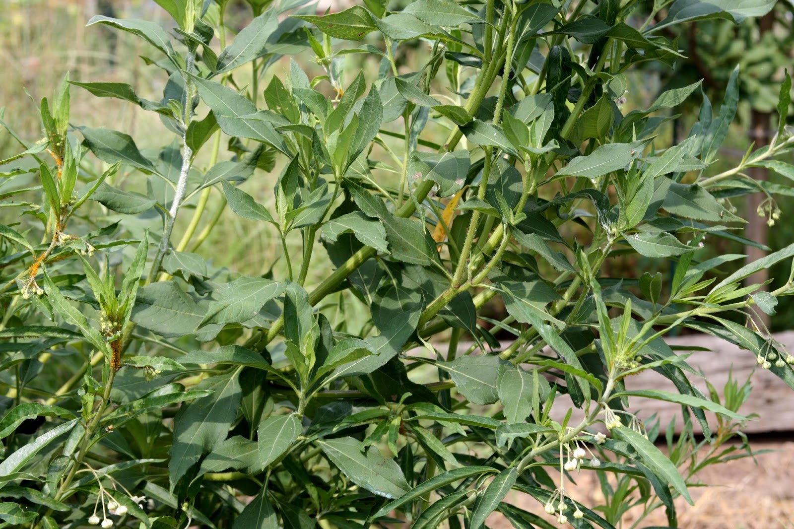 All the Dirt on Gardening Balloon Milkweed is Asclepias