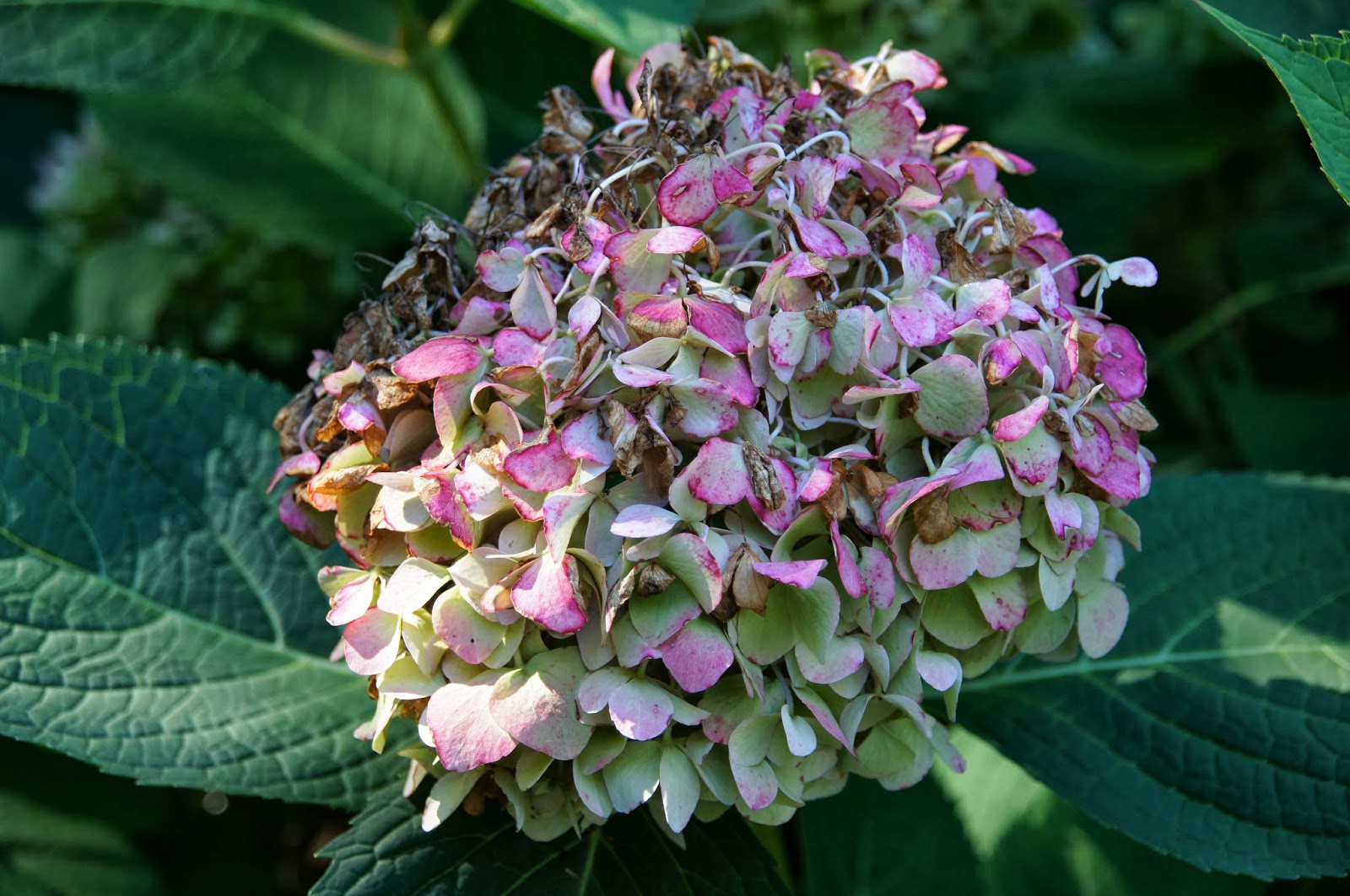 Pin By Katriina Laine On Piha Puutarhaideat Kauniit Puutarhat