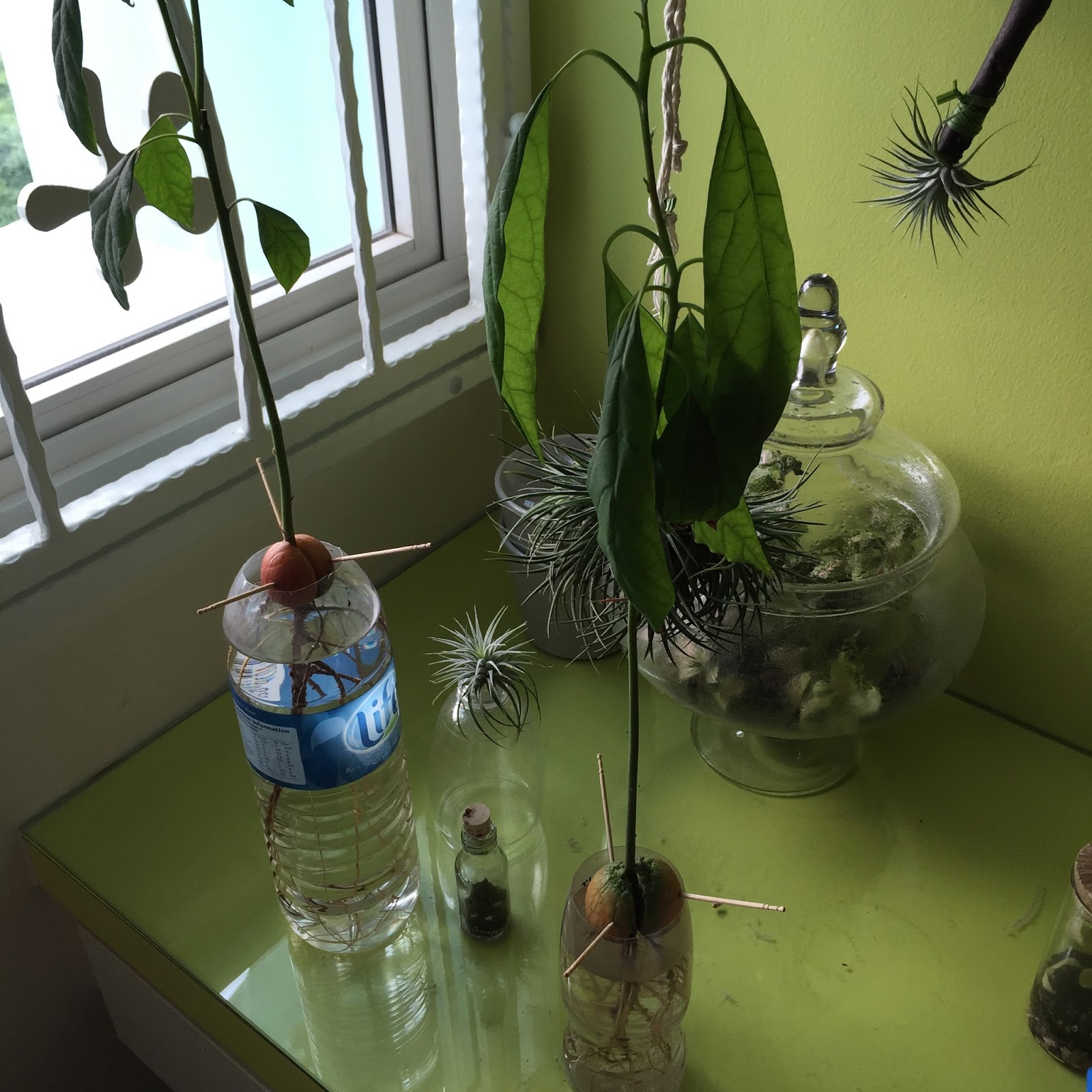 SG My Garden Is Good Growing avocado in water Mid September 2015