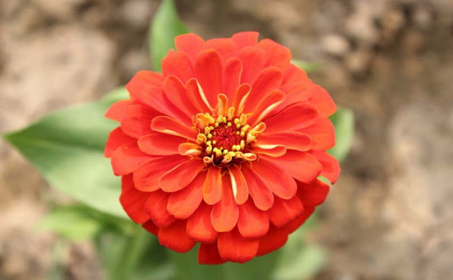 Zinnia Flowers