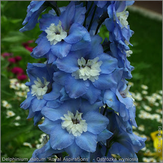 Delphinium elatum 'Royal Aspirations'     flowers  - Ostróżka wyniosła 'Royal Aspirations'   kwiaty 