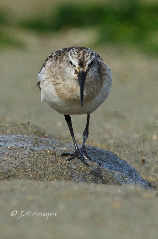 correlimos zarapitin, Calidris ferruginea, Curlew Sandpiper correlimos zarapitin, Calidris ferruginea, Curlew Sandpiper