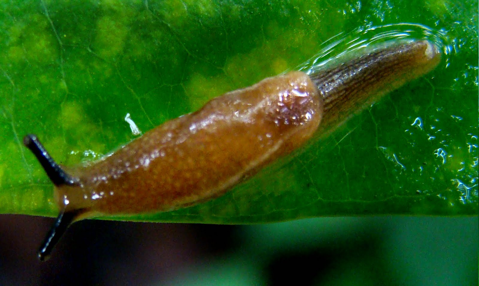 NatureIn general Slugs