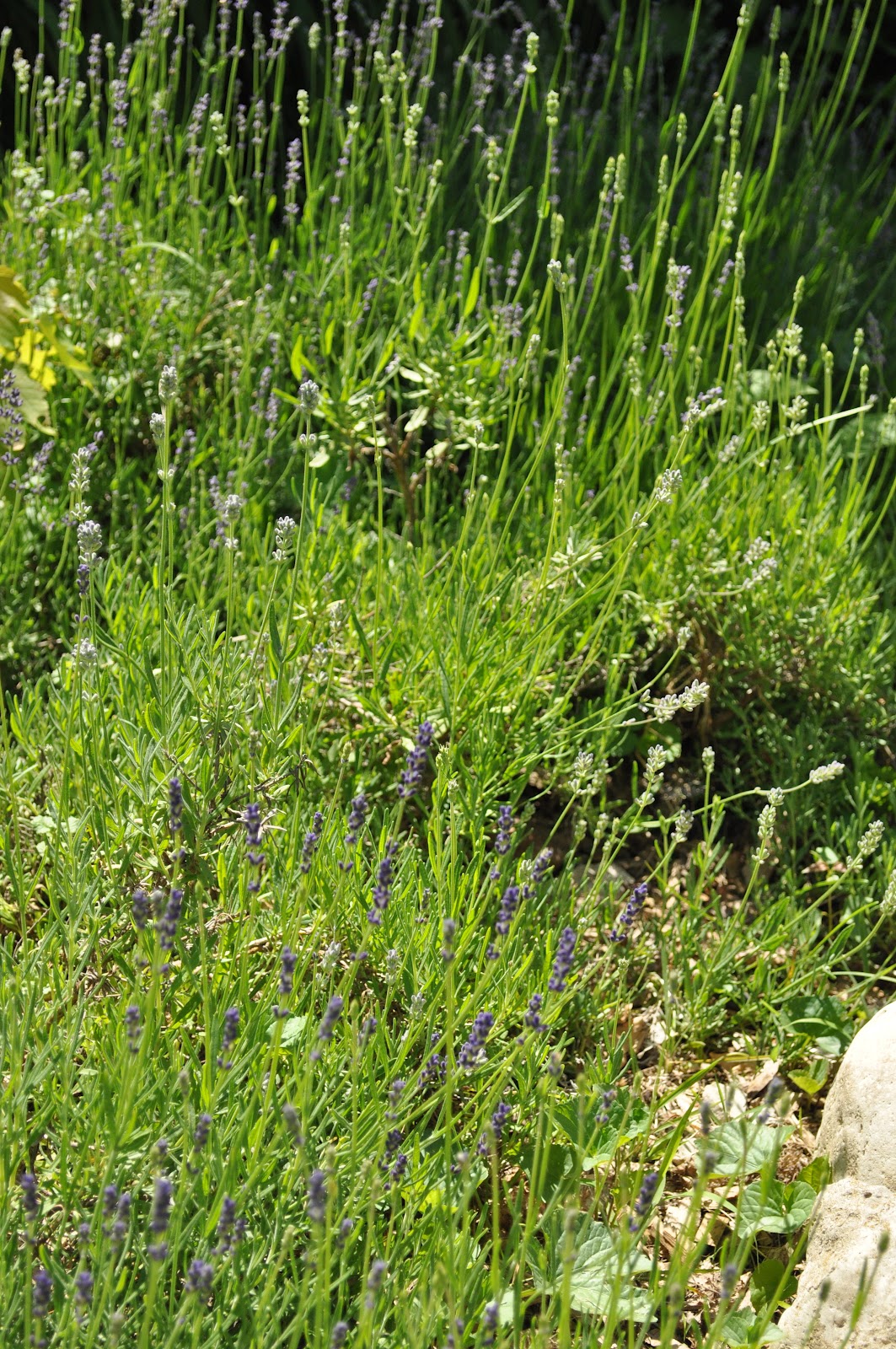 Growing and drying Lavender.... Jennifer Rizzo