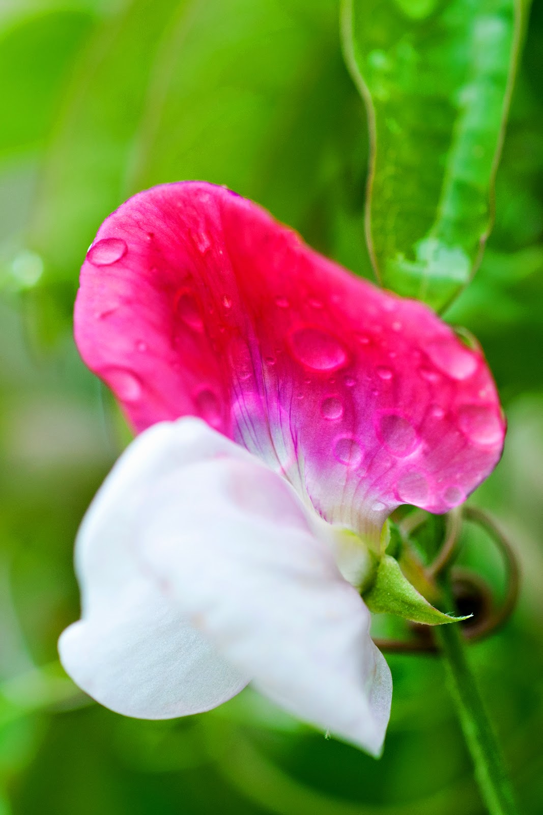 in and out of the garden birth flower for april sweet pea april birth flower