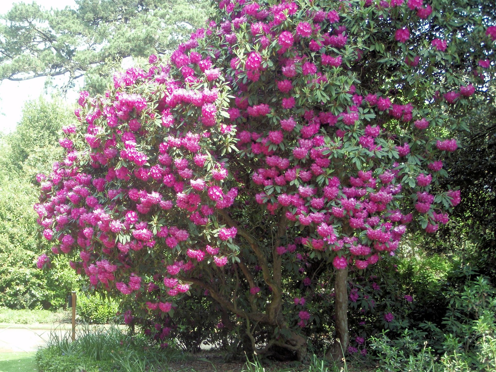 Rhododendron Calophytum Beautiful Face Rhododendron Care And