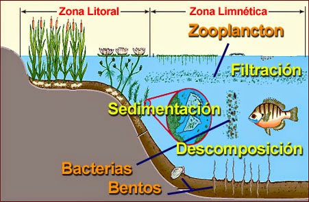 cadenas y redes troficas introduccion el zooplancton marino zooplancton 2014 investigacion cadenas y redes troficas introduccion el zooplancton marino zooplancton 2014 investigacion
