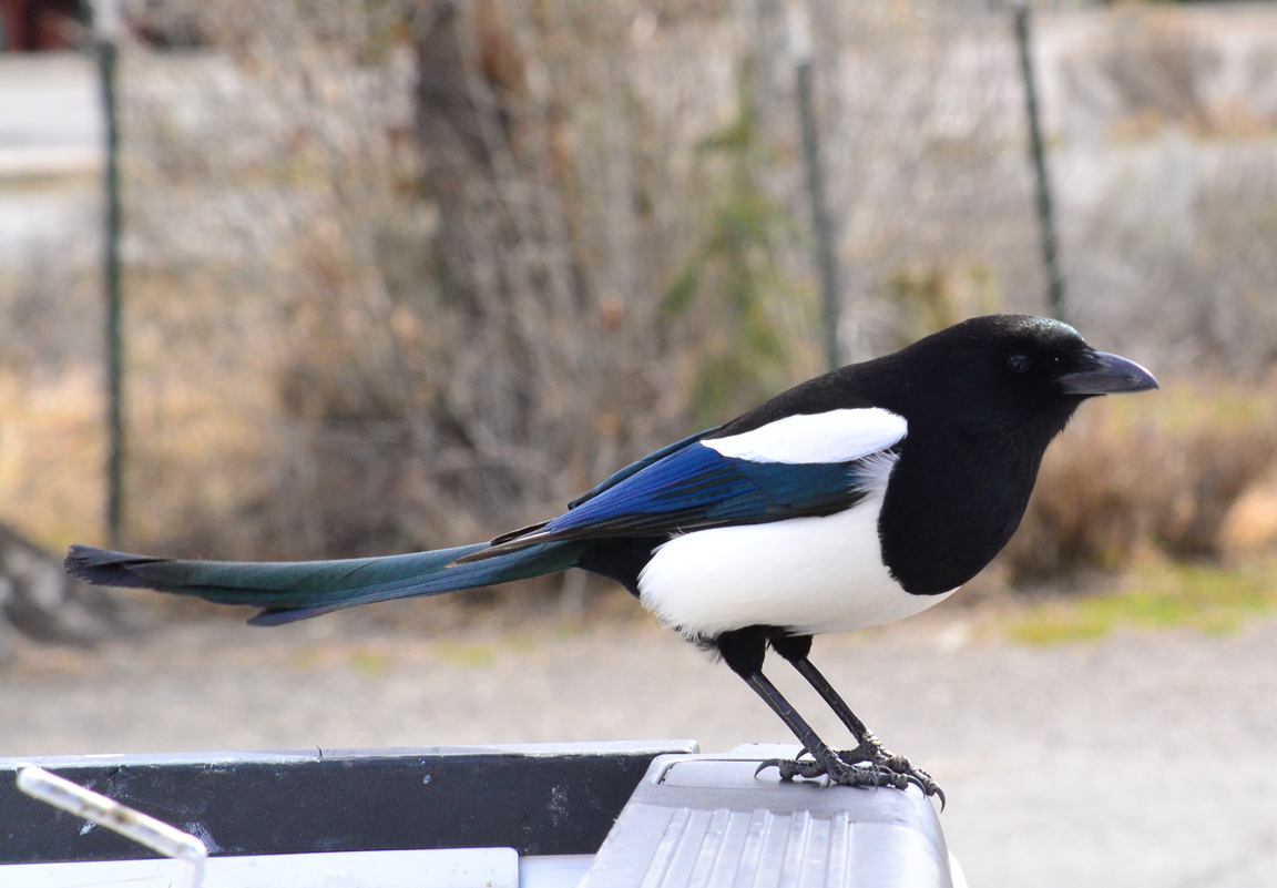 Putah Creek Photo: The High Flying Birds of Wyoming and Montana Plus