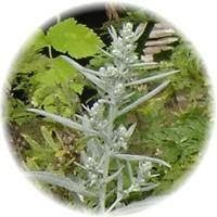 Artemisia Capillaris